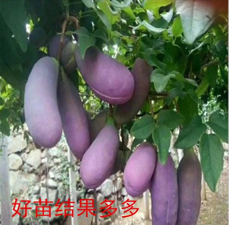 八月瓜苗基地直销签合同可实地考察提供技术指导