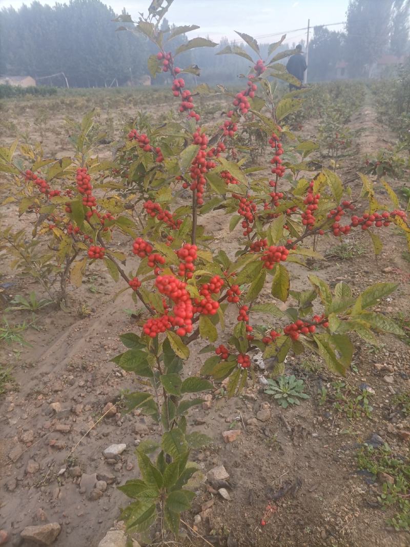 【精品】带果北美冬青一年苗到五年苗产地直销成活率高