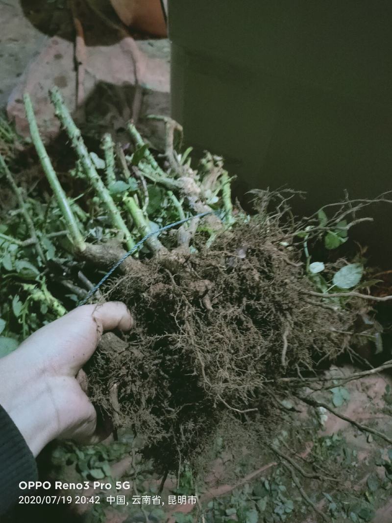 卡罗拉黑魔术传奇新娘自由玫瑰月季小苗大苗