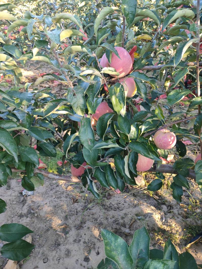 【精品】辽宁套袋寒富苹果光果甘甜多汁个大味美