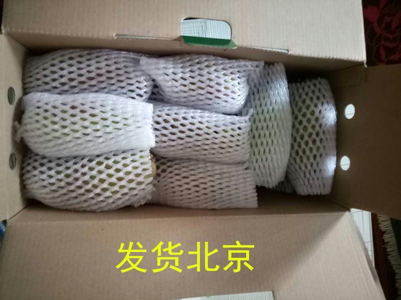 八月瓜苗基地直销签合同可实地考察提供技术指导
