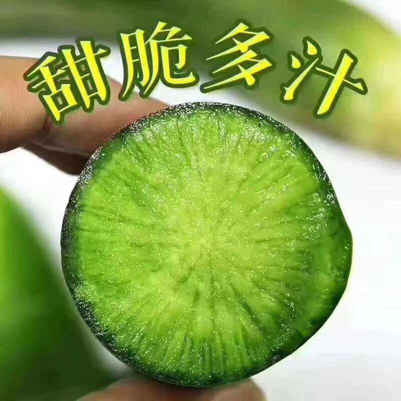 山东潍坊青萝卜高品质低价格清库甩**电商加工厂