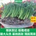 基地直供云南昆明斗南康乃馨花苗康乃馨种苗鲜切花种苗