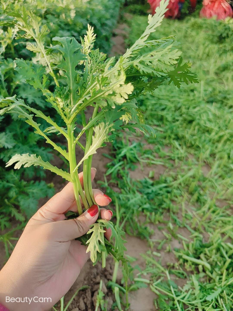 【特价】茼蒿菜品质佳颜色好新鲜保障【商超品质】