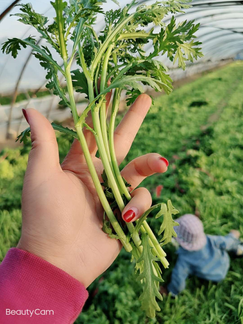 【特价】茼蒿菜品质佳颜色好新鲜保障【商超品质】