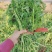 【特价】茼蒿菜品质佳颜色好新鲜保障【商超品质】