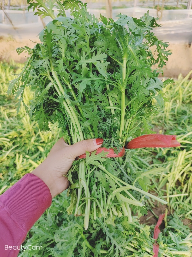 【特价】茼蒿菜品质佳颜色好新鲜保障【商超品质】