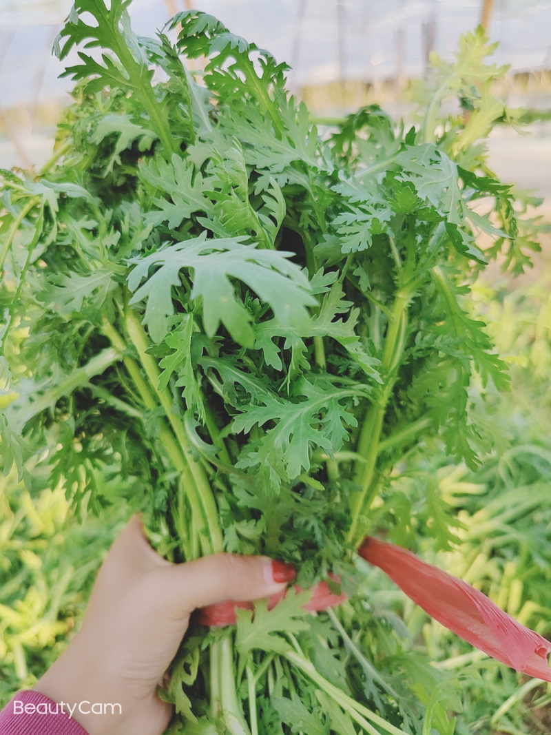 【特价】茼蒿菜品质佳颜色好新鲜保障【商超品质】