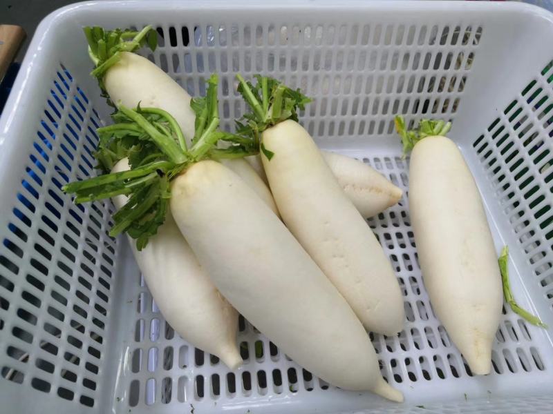 陕西优质汉白玉白萝卜