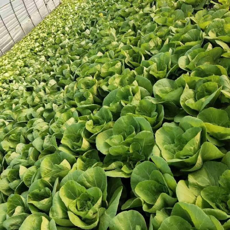 优质毛白菜白菜基地直发量大从优速来选购！