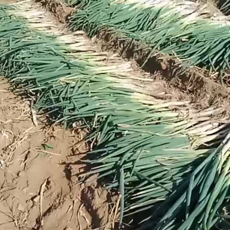 【长白大葱】柏乡硕鑫大葱，货源充足欢迎老板联系