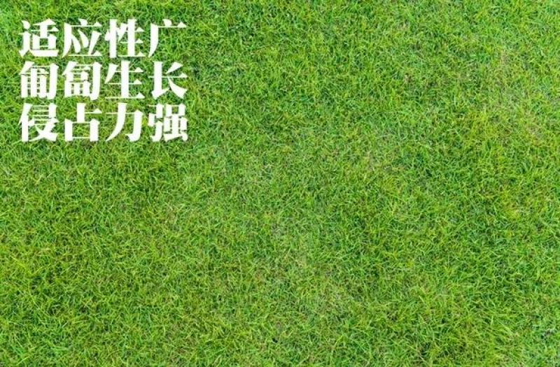 【草坪种子】狗牙根草坪种子孑耐寒耐践踏四季常青绿化用电联