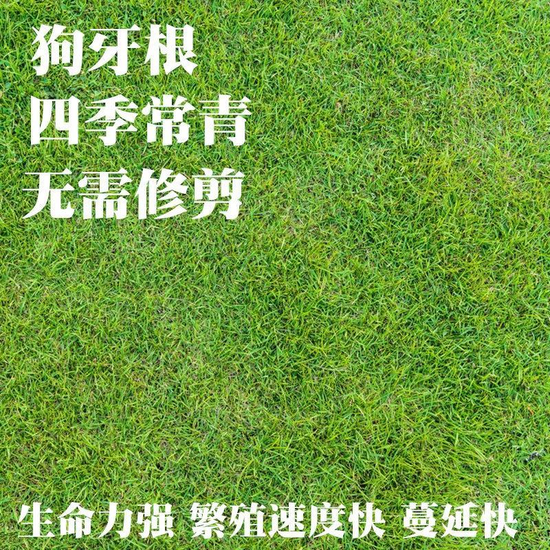【草坪种子】狗牙根草坪种子孑耐寒耐践踏四季常青绿化用电联
