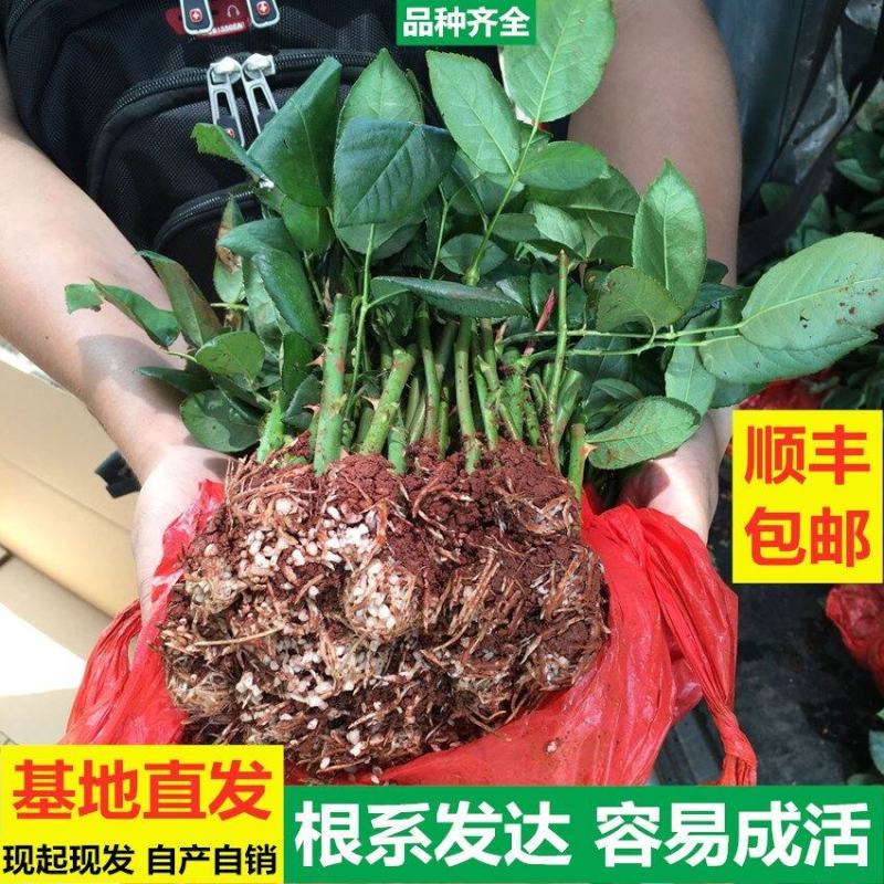 云南昆明大花切花月季花卉种苗庭院阳台绿化植物盆栽花卉种苗