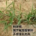 【草坪种子】狗牙根草坪种子孑耐寒耐践踏四季常青绿化用电联