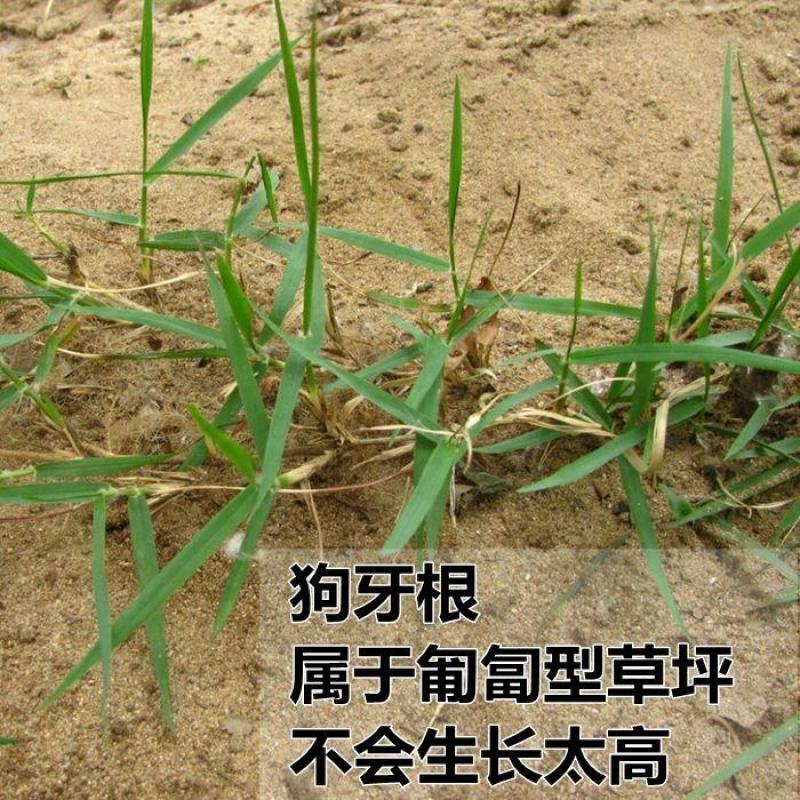 【草坪种子】狗牙根草坪种子孑耐寒耐践踏四季常青绿化用电联