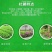 杜鹃四季常青庭院工程绿化苗木花园植物庭院绿植花卉毛杜鹃