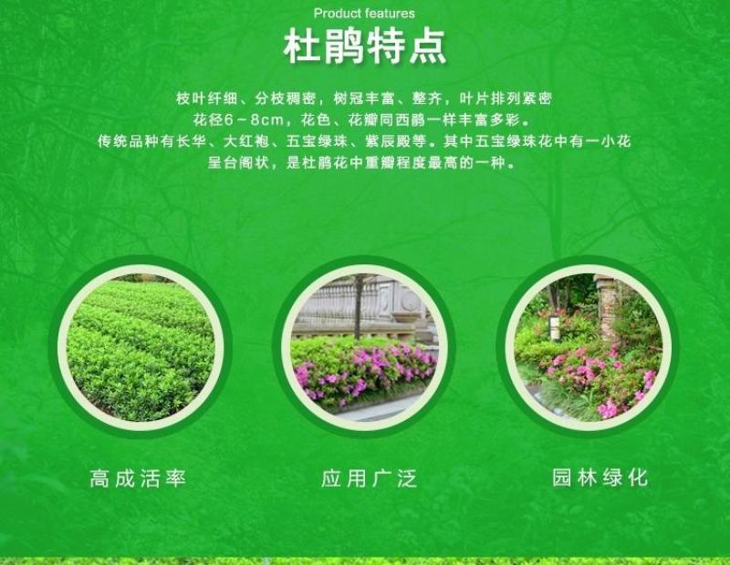 杜鹃四季常青庭院工程绿化苗木花园植物庭院绿植花卉毛杜鹃