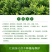 杜鹃四季常青庭院工程绿化苗木花园植物庭院绿植花卉毛杜鹃