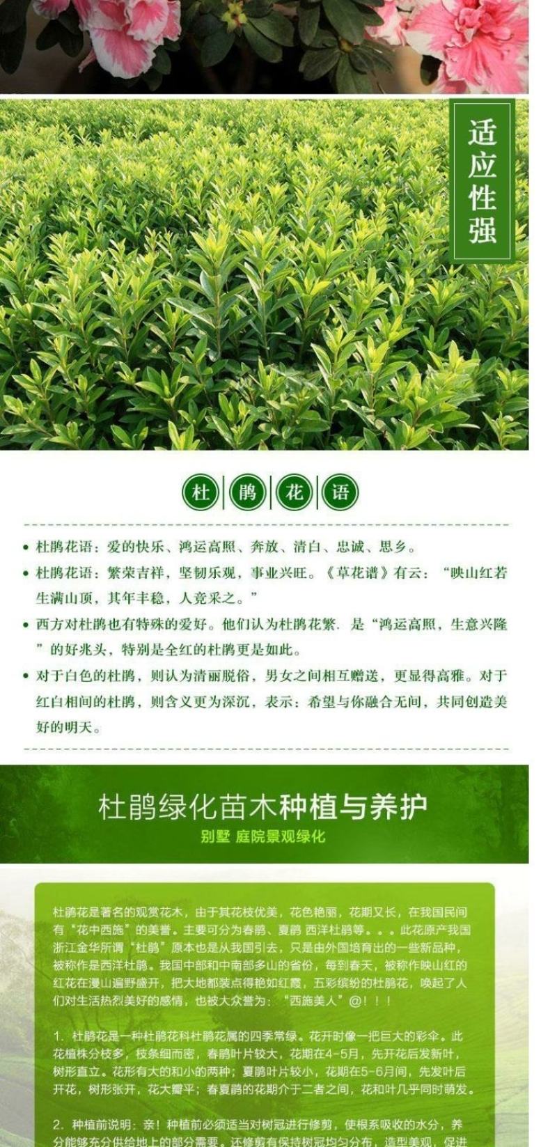 杜鹃四季常青庭院工程绿化苗木花园植物庭院绿植花卉毛杜鹃