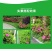杜鹃四季常青庭院工程绿化苗木花园植物庭院绿植花卉毛杜鹃