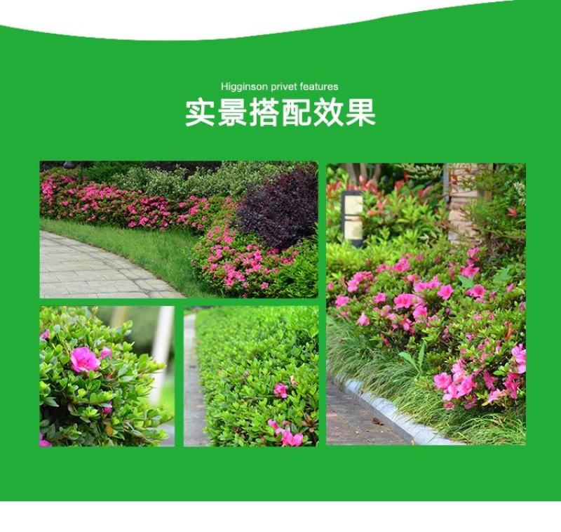 杜鹃四季常青庭院工程绿化苗木花园植物庭院绿植花卉毛杜鹃