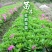 杜鹃四季常青庭院工程绿化苗木花园植物庭院绿植花卉毛杜鹃