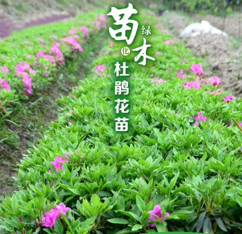 杜鹃四季常青庭院工程绿化苗木花园植物庭院绿植花卉毛杜鹃
