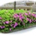 杜鹃四季常青庭院工程绿化苗木花园植物庭院绿植花卉毛杜鹃