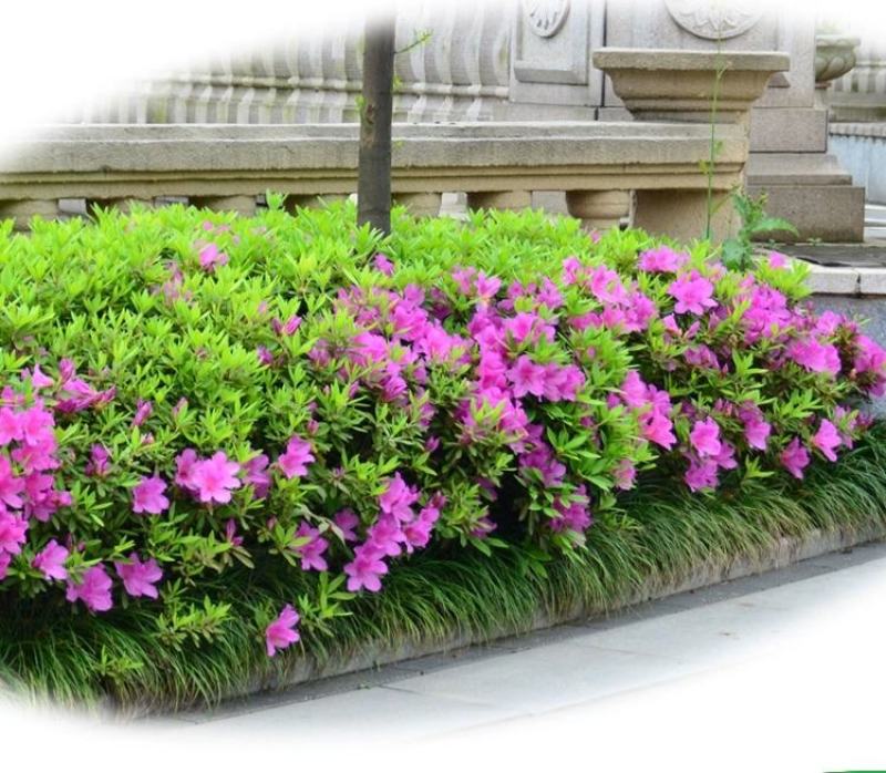 杜鹃四季常青庭院工程绿化苗木花园植物庭院绿植花卉毛杜鹃