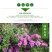 杜鹃四季常青庭院工程绿化苗木花园植物庭院绿植花卉毛杜鹃