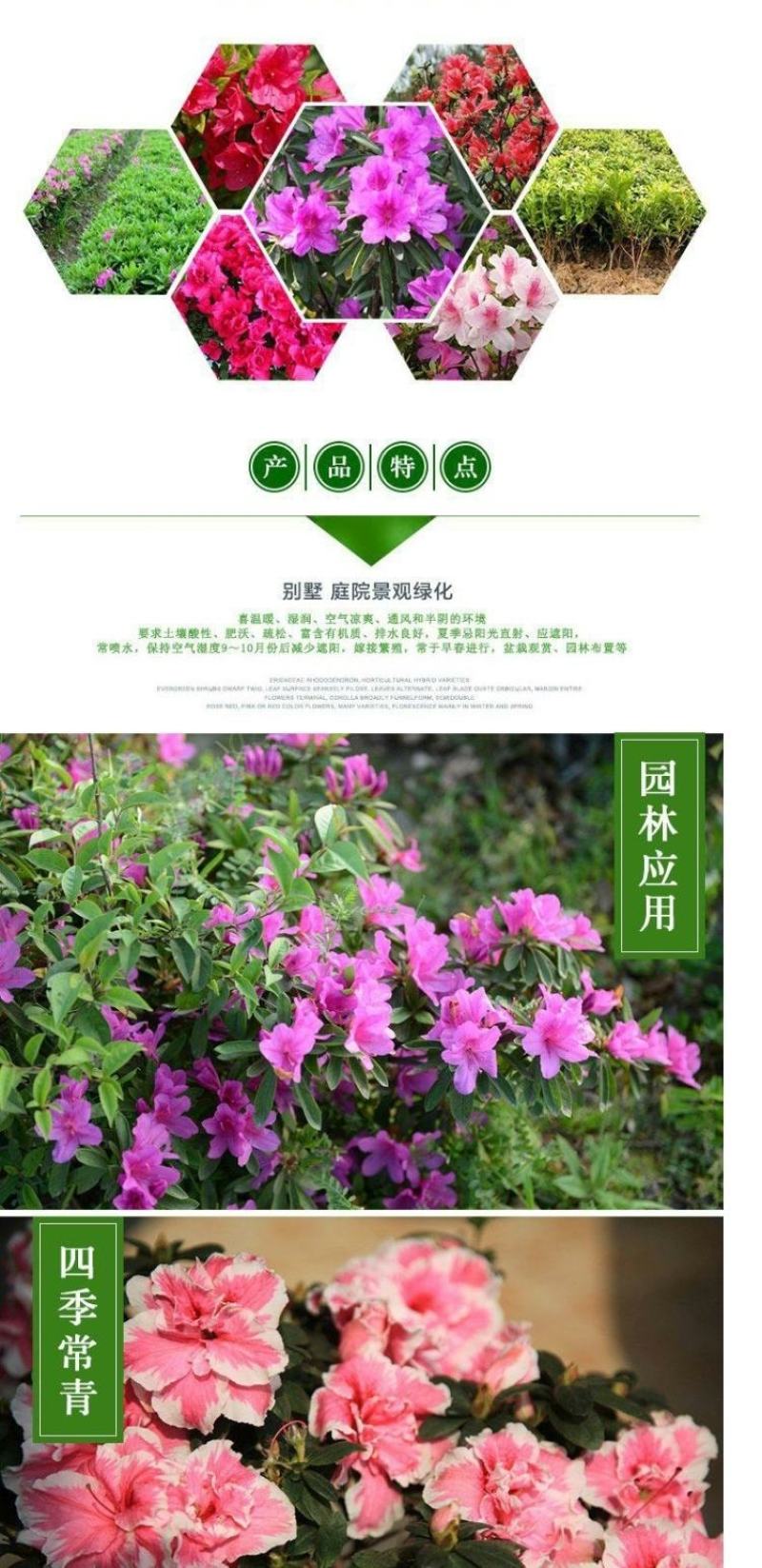 杜鹃四季常青庭院工程绿化苗木花园植物庭院绿植花卉毛杜鹃