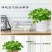 四季水培包成活铜钱草盆栽铜钱草水培植物花卉水养吸甲醛