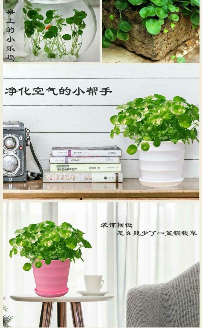 四季水培包成活铜钱草盆栽铜钱草水培植物花卉水养吸甲醛