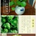 四季水培包成活铜钱草盆栽铜钱草水培植物花卉水养吸甲醛