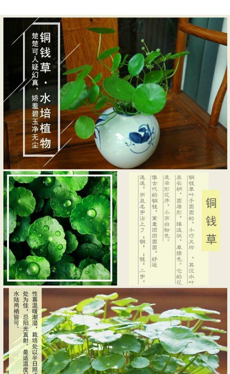 四季水培包成活铜钱草盆栽铜钱草水培植物花卉水养吸甲醛