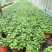 四季水培包成活铜钱草盆栽铜钱草水培植物花卉水养吸甲醛