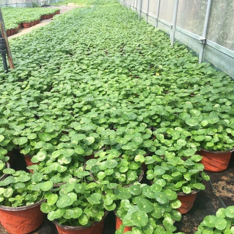 四季水培包成活铜钱草盆栽铜钱草水培植物花卉水养吸甲醛