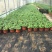 四季水培包成活铜钱草盆栽铜钱草水培植物花卉水养吸甲醛