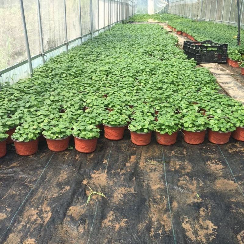 四季水培包成活铜钱草盆栽铜钱草水培植物花卉水养吸甲醛