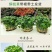 四季水培包成活铜钱草盆栽铜钱草水培植物花卉水养吸甲醛