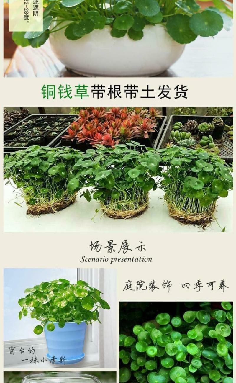 四季水培包成活铜钱草盆栽铜钱草水培植物花卉水养吸甲醛