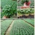 四季水培包成活铜钱草盆栽铜钱草水培植物花卉水养吸甲醛