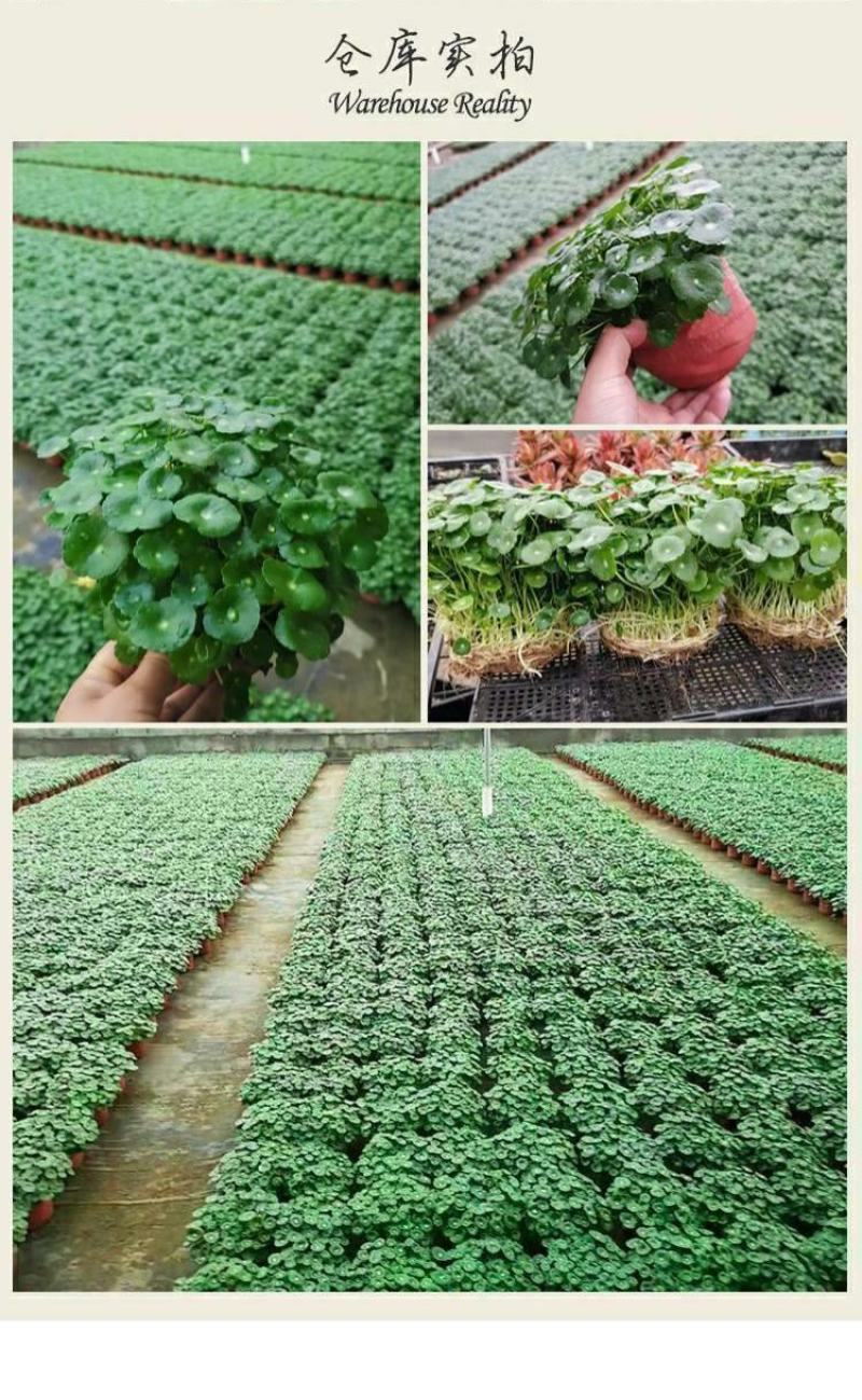 四季水培包成活铜钱草盆栽铜钱草水培植物花卉水养吸甲醛