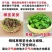四季水培包成活铜钱草盆栽铜钱草水培植物花卉水养吸甲醛