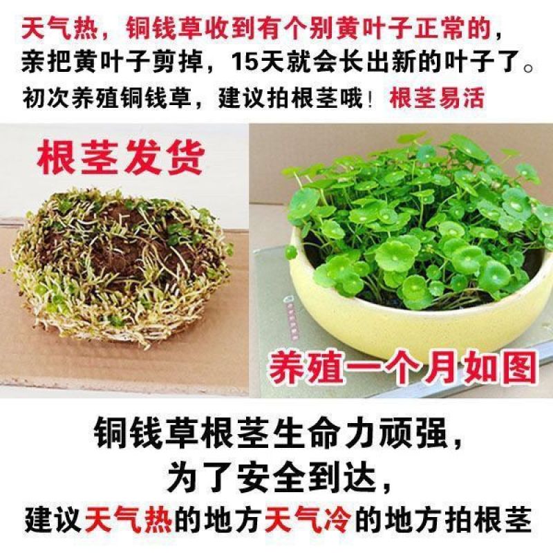 四季水培包成活铜钱草盆栽铜钱草水培植物花卉水养吸甲醛