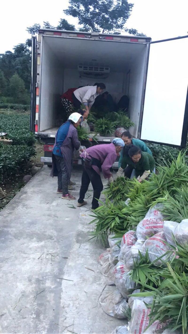 长期大量供应各种规格毛竹苗，小杯苗，大杯苗