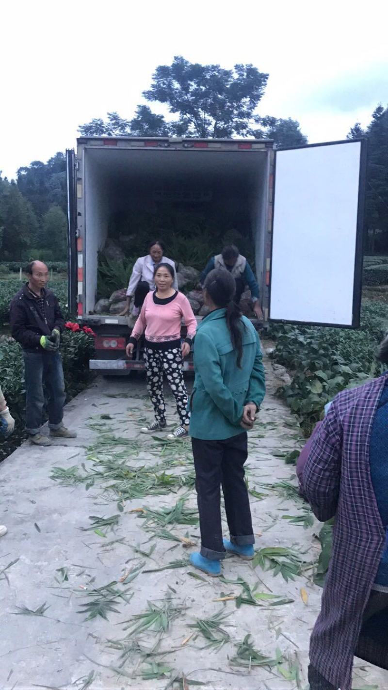 长期大量供应各种规格毛竹苗，小杯苗，大杯苗
