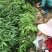 长期大量供应各种规格毛竹苗，小杯苗，大杯苗