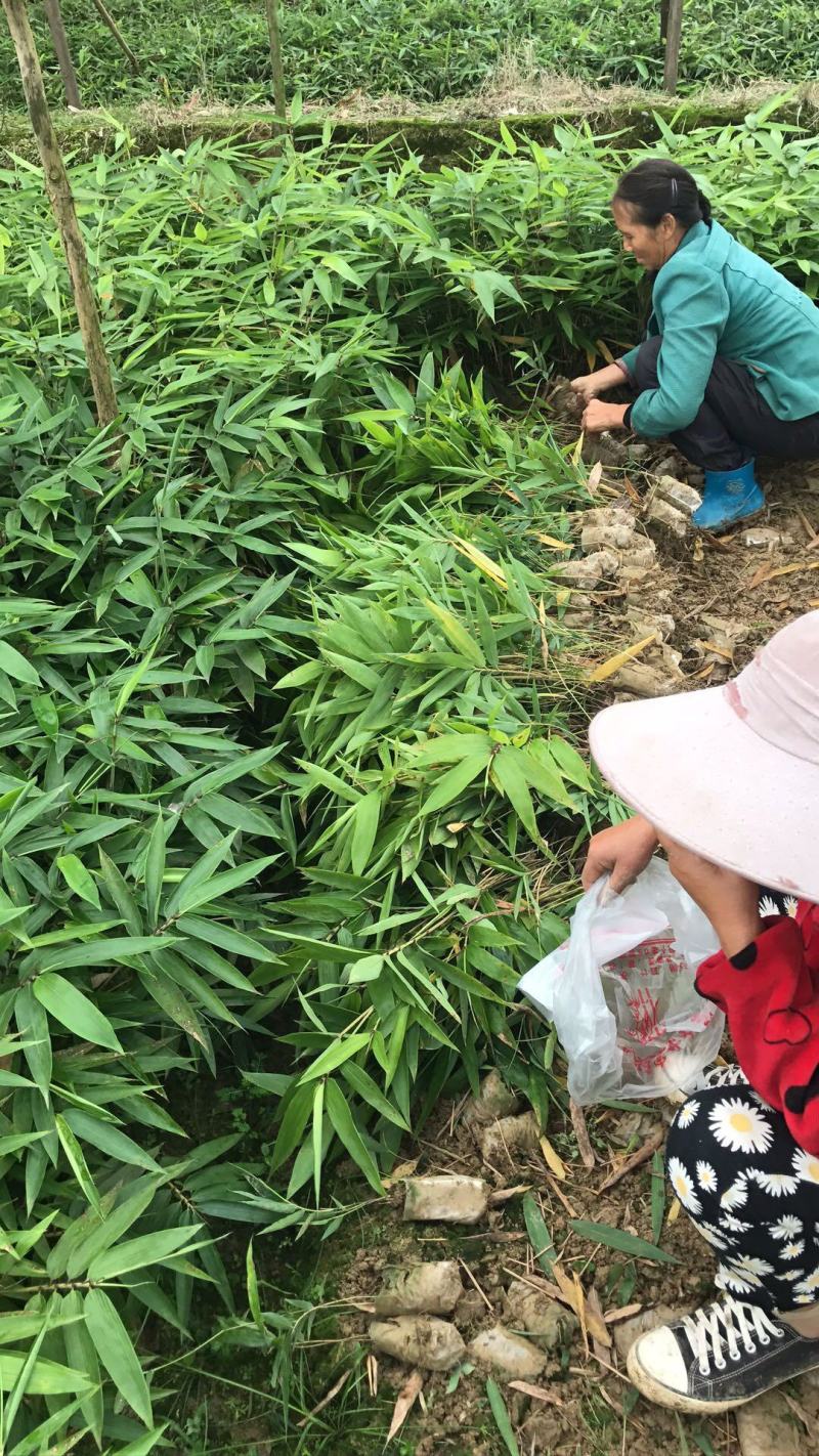 长期大量供应各种规格毛竹苗，小杯苗，大杯苗